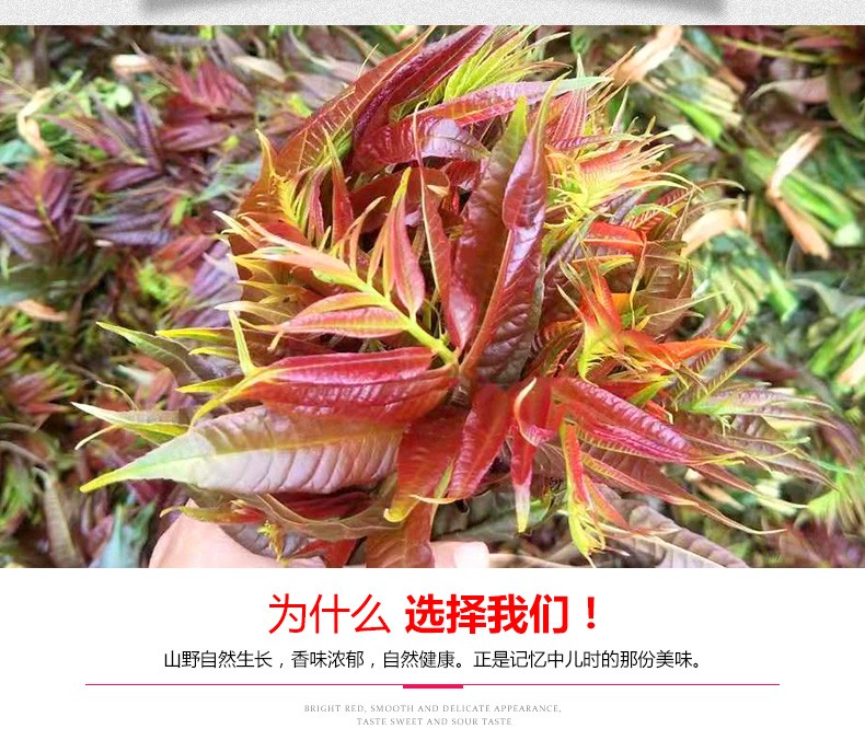 香椿芽云南特产红油香椿新鲜蔬菜露天红香椿2斤