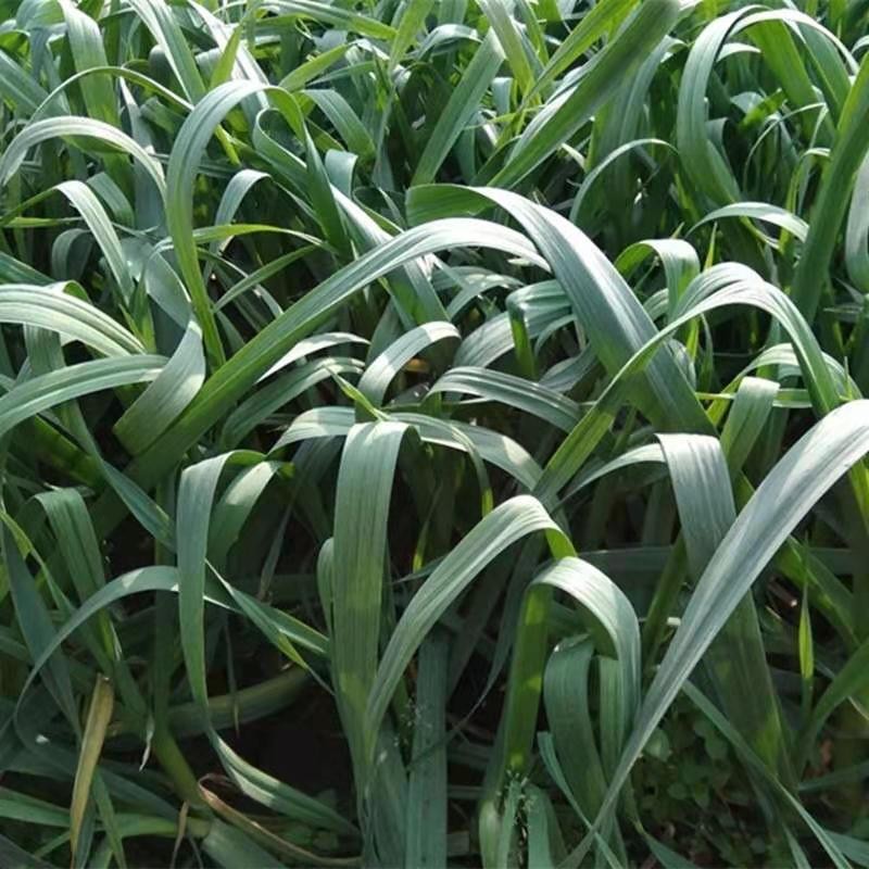 农家新鲜蒜苗冬季温室大棚自种蔬菜红根白根大蒜苗5斤带泥发货