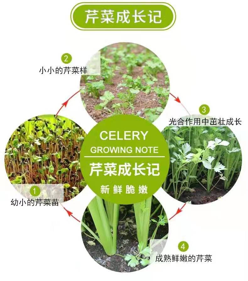 新鲜蔬菜农家自种当季西葫芦现摘现发茭瓜白角瓜孕妇辅食5斤