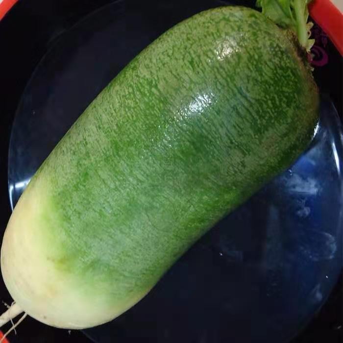 河南驻马店特产萝卜水果萝卜甜脆水 果型青萝卜  新鲜蔬菜10斤包邮 