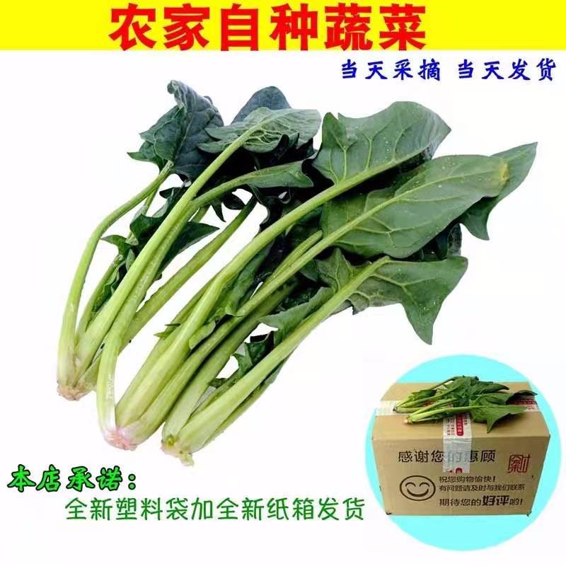 蔬菜\霜冻新鲜菠菜现摘现发农家蔬菜青菜新鲜红根矮杆5斤包邮   13.9