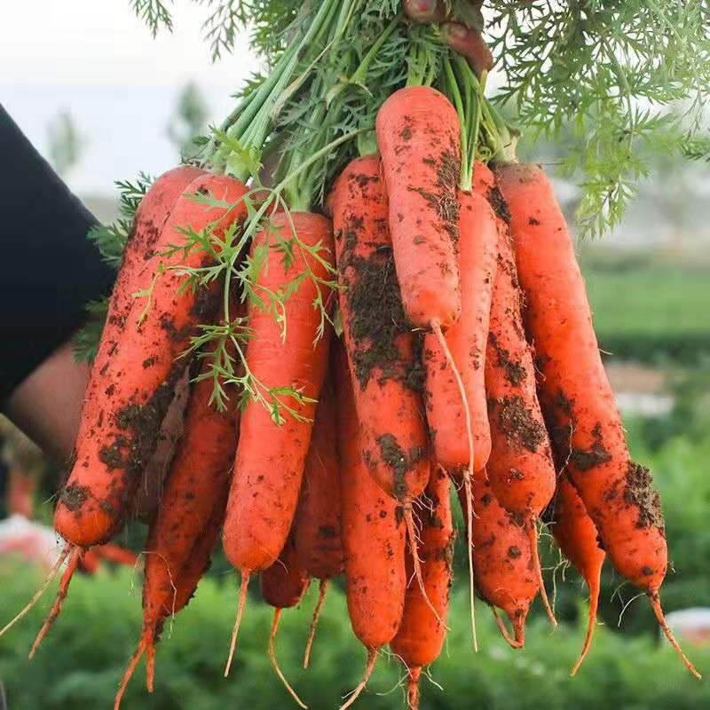 新鲜胡萝卜整箱10斤蔬菜当  季现挖带泥红萝卜红黄心水果宝宝辅食青