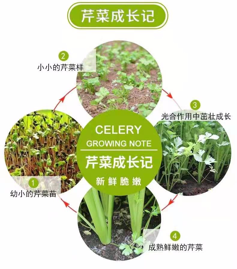 5斤新鲜芹菜农家自种现挖西芹蔬菜青菜嫩空芯菜当季大香芹菜包邮     