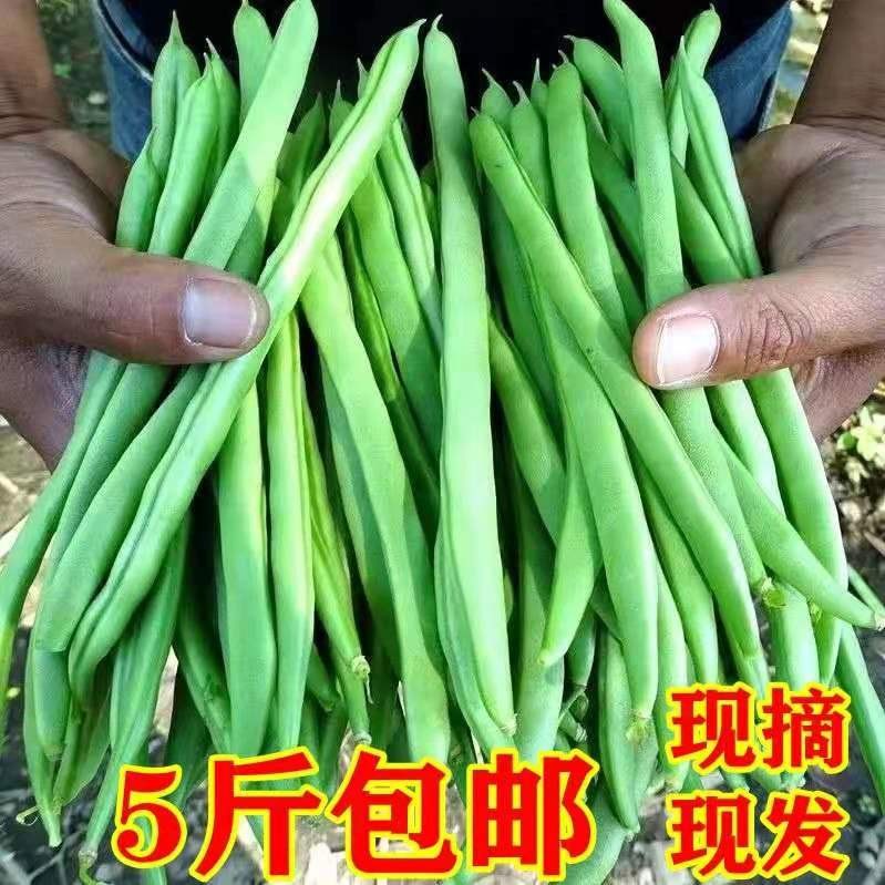 四季豆 新鲜5斤无筋 豆 现摘芸豆新鲜扁豆角新鲜 当季蔬菜新鲜  