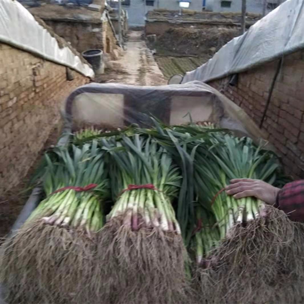 蔬菜\农家新鲜蒜苗冬季温室大棚自种蔬菜红根白根大蒜苗5斤带泥发货   18.9